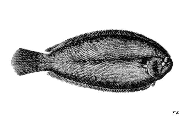 Image of Bastard sole