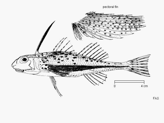 Image of Flying gurnard