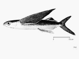 Image of Bearded flyingfish