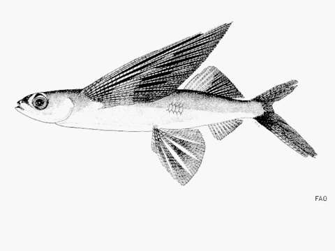 Plancia ëd Cheilopogon nigricans (Bennett 1840)