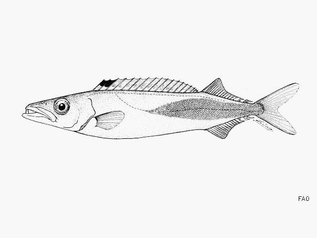 Image of Northern gemfish