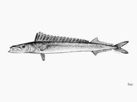 Image of Thyrsitoides