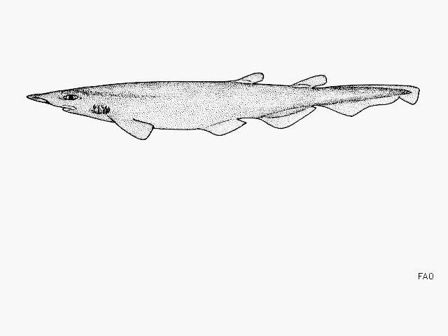 Image of Flathead Catshark