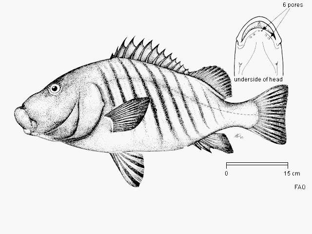 Image de Diagramme rayé