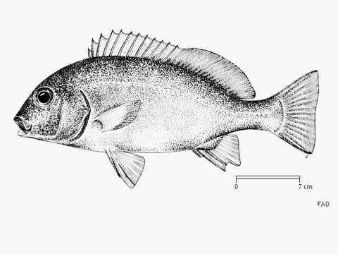 Image of Somber sweetlips