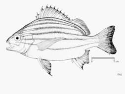 Sivun Pomadasys furcatus (Bloch & Schneider 1801) kuva