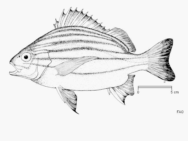 Sivun Pomadasys furcatus (Bloch & Schneider 1801) kuva