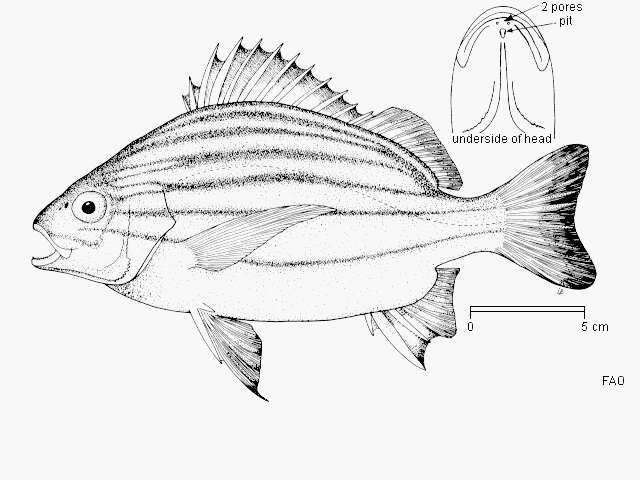 Sivun Pomadasys furcatus (Bloch & Schneider 1801) kuva