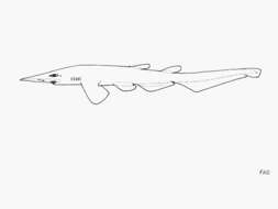 Image of Longhead Catshark