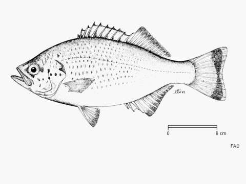 Image of Buffalo Bream