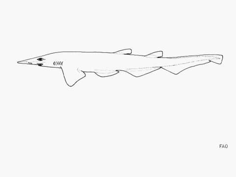 Imagem de Apristurus macrorhynchus (Tanaka 1909)