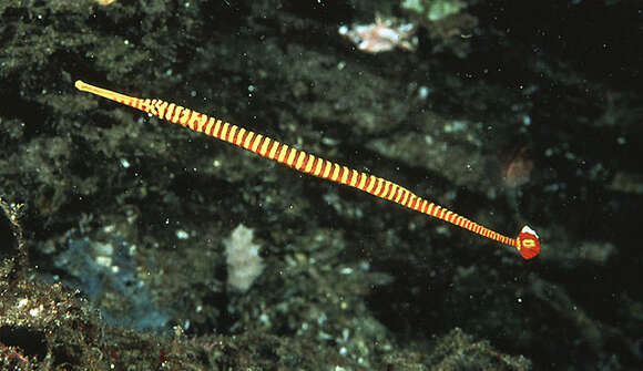 Image of Yellow banded pipefish