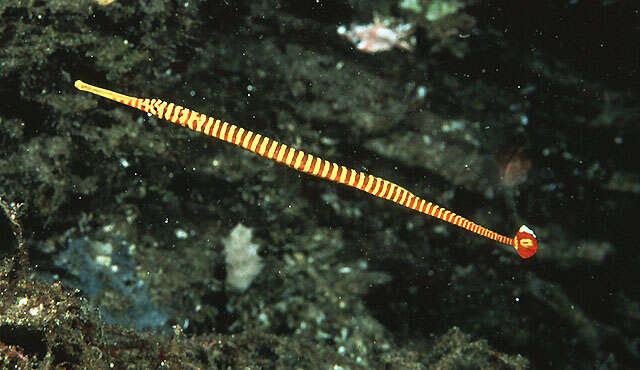Image of Yellow banded pipefish