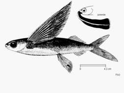 Image of Flying fish