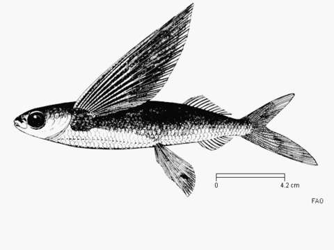 Image of Flying fish