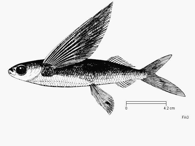 Image of Flying fish