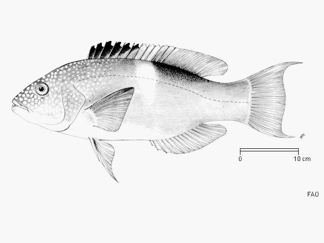 Bodianus perditio (Quoy & Gaimard 1834) resmi