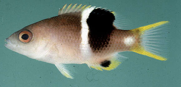 Image of Golden-spot hogfish