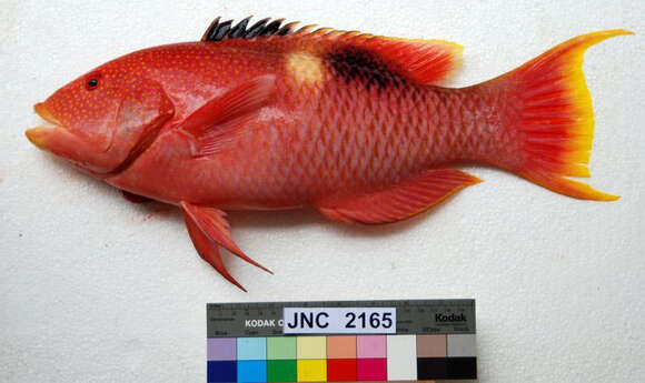 Image of Golden-spot hogfish