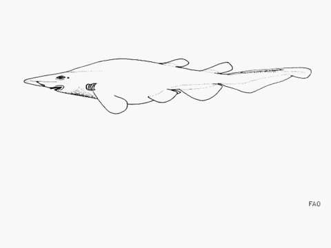 Image of Ghost Catshark