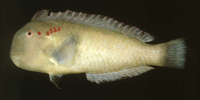 Image of Fivefinger razorfish