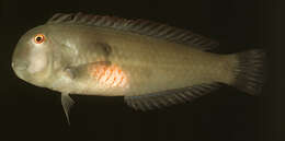 Image of Fivefinger razorfish