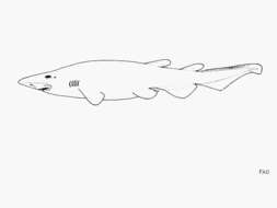 Image of Smalleye Catshark