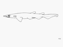 Image of Largenose Catshark