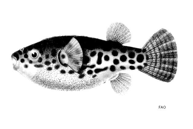 Image of Spotted puffer