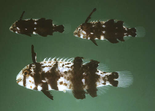 Image of Blackside razorfish