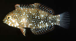 Image of Geoffroy's wrasse