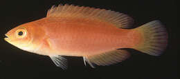 Image of Flame wrasse