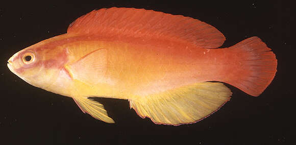 Image of Flame wrasse