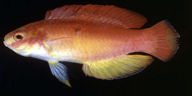 Image of Flame wrasse