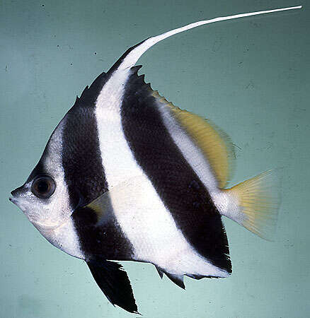 Image of Bannerfish