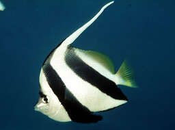 Image of Bannerfish