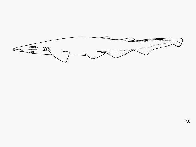 Image of Smallfin Catshark