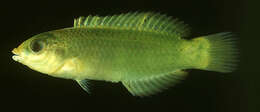 Image of Ballieu's wrasse