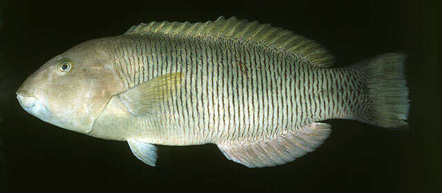 Image of Ballieu's wrasse