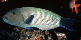 Image of Ballieu's wrasse