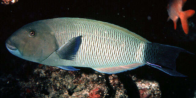 Image of Ballieu's wrasse