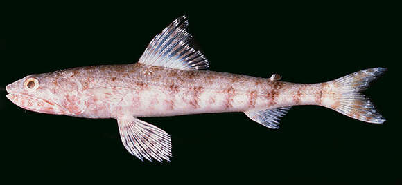 Image of Orangemouth lizardfish