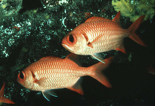 Image of Brick soldierfish