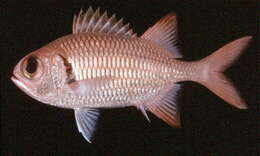 Image of Brick soldierfish