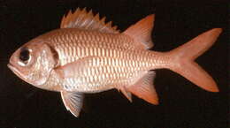 Image of Brick soldierfish