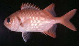 Image of Brick soldierfish