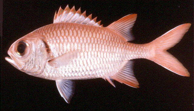 Image of Brick soldierfish