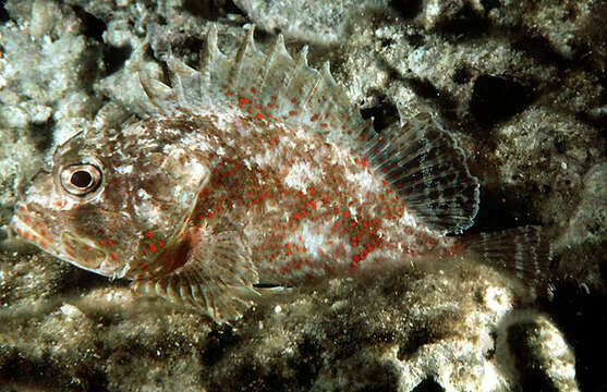 Image of Spotfin scorpionfish