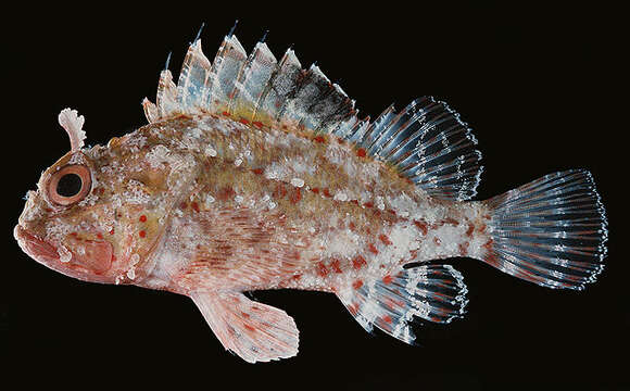 Image of Spotfin scorpionfish