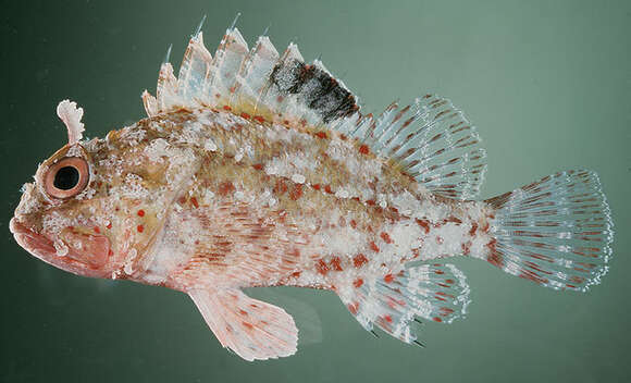 Image of Spotfin scorpionfish